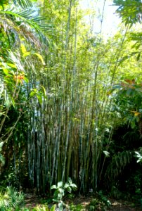 Bamboo - Naples Botanical Garden - Naples, Florida - DSC09839