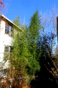 Bamboo - Arlington, MA - DSC03422