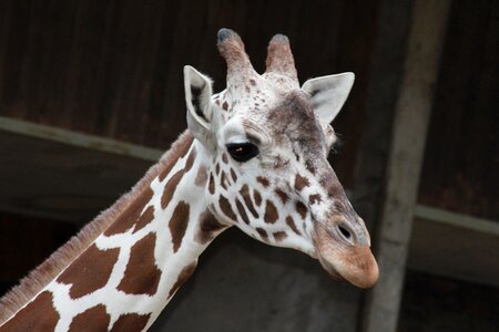 Reticulated giraffe giraffe mammal photo