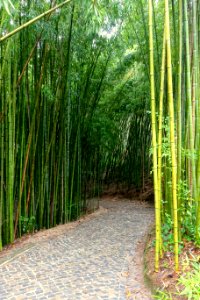 Bamboo - Jardim Botânico da Universidade de Coimbra - Coimbra, Portugal - DSC08948