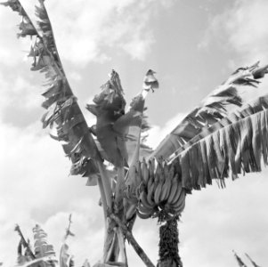 Bananenboom, Bestanddeelnr 252-2612