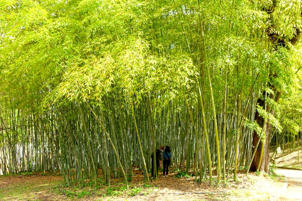 Bamboo - Orto botanico - Rome, Italy - DSC00244