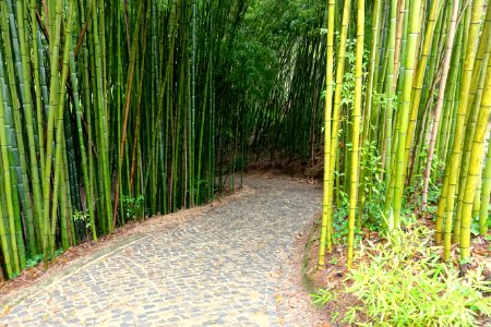 Bamboo - Jardim Botânico da Universidade de Coimbra - Coimbra, Portugal - DSC08946