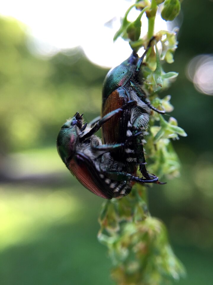 Bug insect cute