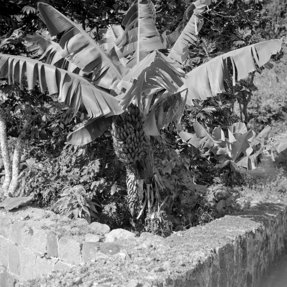 Bananenboom, Bestanddeelnr 255-6744