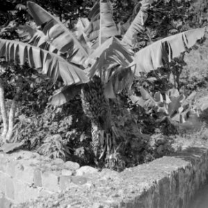 Bananenboom, Bestanddeelnr 255-6744