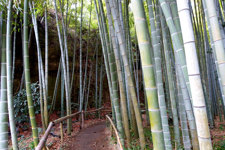 Bamboo grove - Eishō-ji - Kamakura, Kanagawa, Japan - DSC08161