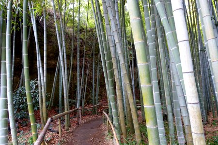 Bamboo grove - Eishō-ji - Kamakura, Kanagawa, Japan - DSC08161