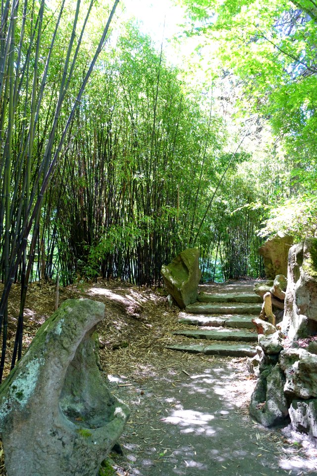 Bamboo - Dr. Sun Yat-Sen Park - Vancouver, Canada - DSC09914