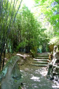 Bamboo - Dr. Sun Yat-Sen Park - Vancouver, Canada - DSC09914