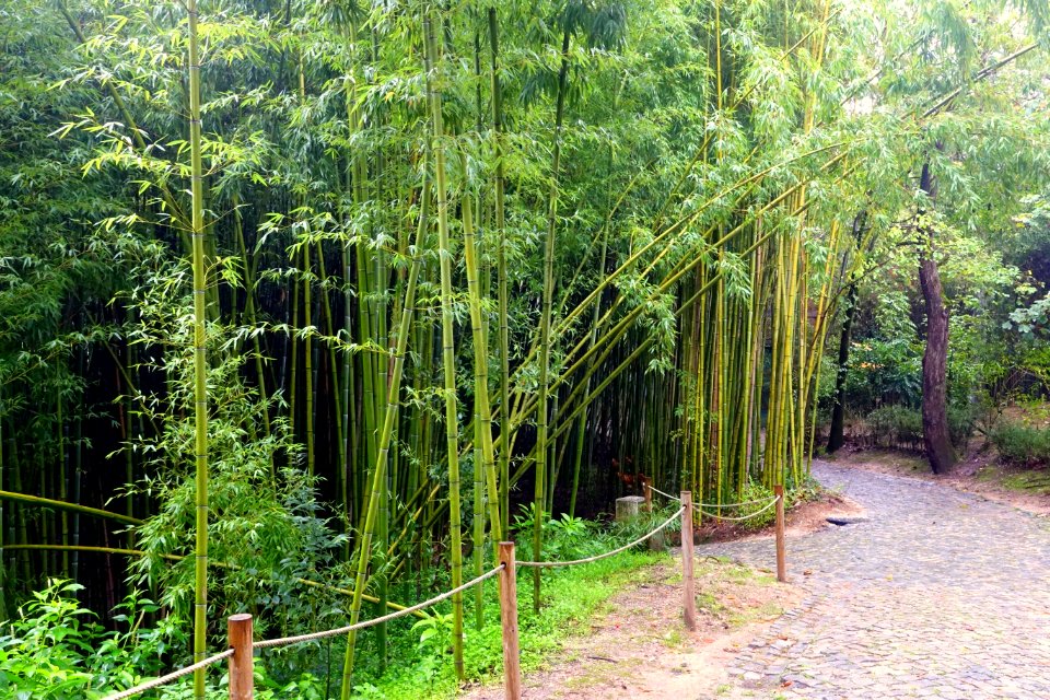 Bamboo - Jardim Botânico da Universidade de Coimbra - Coimbra, Portugal - DSC08941