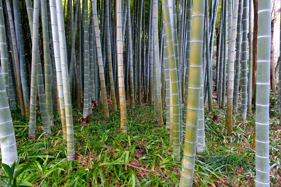 Bamboo grove - Eishō-ji - Kamakura, Kanagawa, Japan - DSC08158