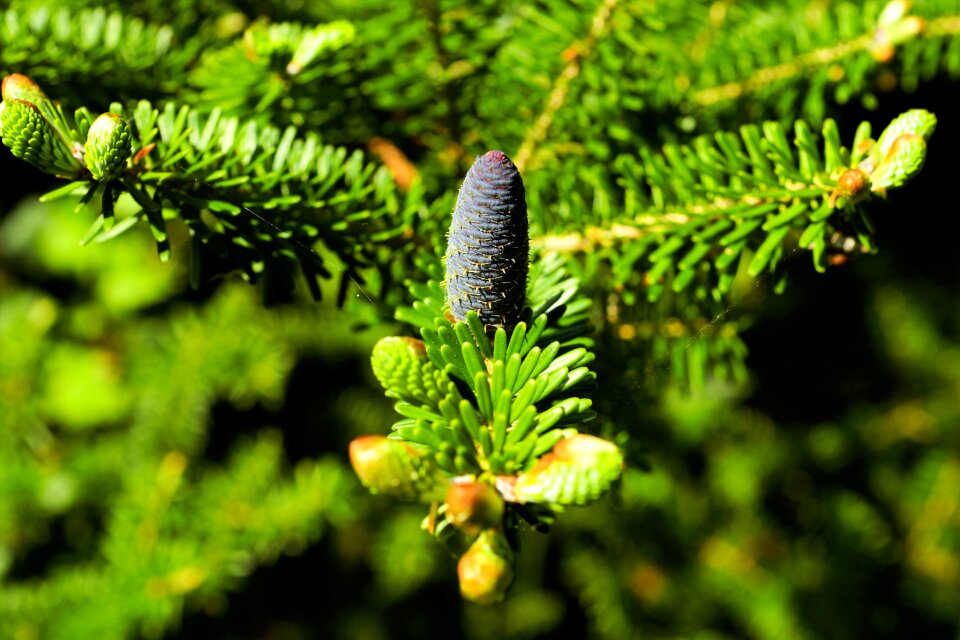 Evergreen of course nature