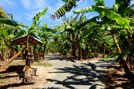 Bananas - Fruit and Spice Park - Homestead, Florida - DSC08818