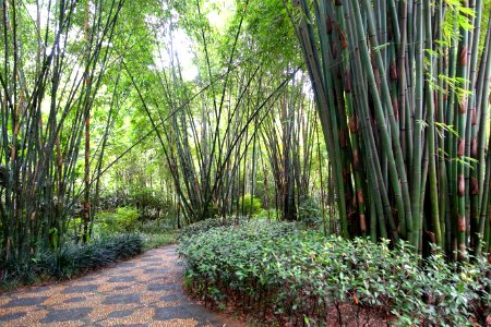 Bamboo - Wangjianglou Park - Chengdu, China - DSC05810
