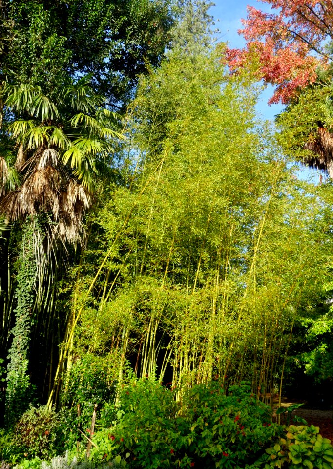 Bamboo - Quinta das Lágrimas - Coimbra, Portugal - DSC09541