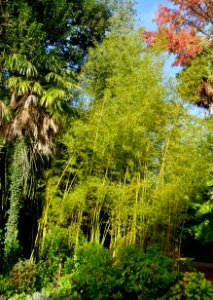 Bamboo - Quinta das Lágrimas - Coimbra, Portugal - DSC09541