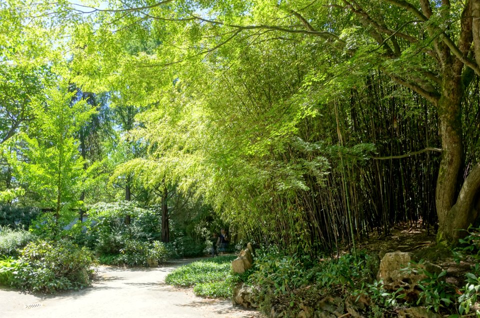 Bamboo and walkways - Dr. Sun Yat-Sen Park - Vancouver, Canada - DSC09986
