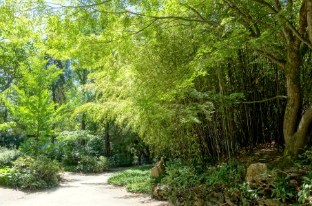 Bamboo and walkways - Dr. Sun Yat-Sen Park - Vancouver, Canada - DSC09986