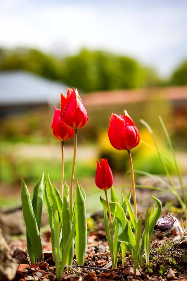 Flora light tulipa