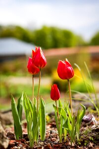 Flora light tulipa photo