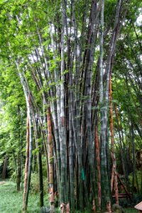 Bambusa rongchengensis (Dendrocalamus rongchengensis) - Wangjianglou Park - Chengdu, China - DSC06106