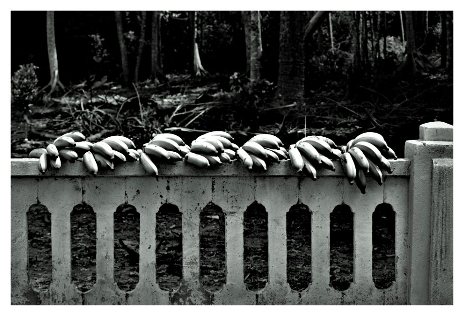 Bananas No Muro (252077037)