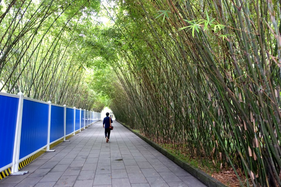 Bamboo - Wangjianglou Park - Chengdu, China - DSC05817