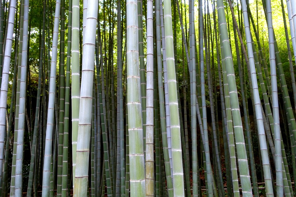 Bamboo grove - Eishō-ji - Kamakura, Kanagawa, Japan - DSC08169