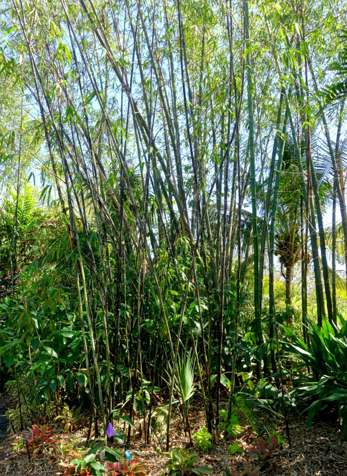 Bambusa lako - Naples Botanical Garden - Naples, Florida - DSC09862