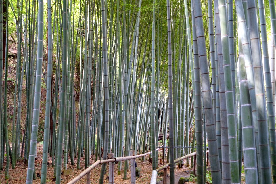 Bamboo grove - Eishō-ji - Kamakura, Kanagawa, Japan - DSC08165