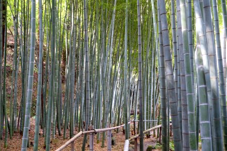 Bamboo grove - Eishō-ji - Kamakura, Kanagawa, Japan - DSC08165