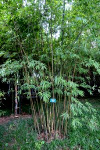 Bambusa distegia (Lingnania distegia) - Wangjianglou Park - Chengdu, China - DSC05823