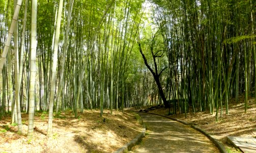Bamboo - Orto botanico - Rome, Italy - DSC00258