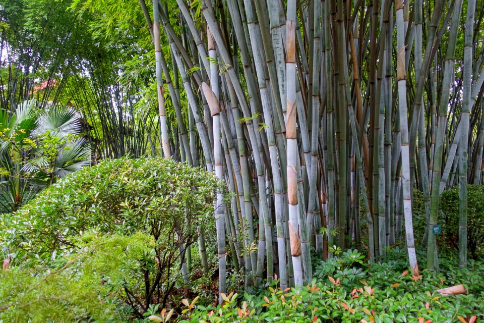Bamboo - Wangjianglou Park - Chengdu, China - DSC05730