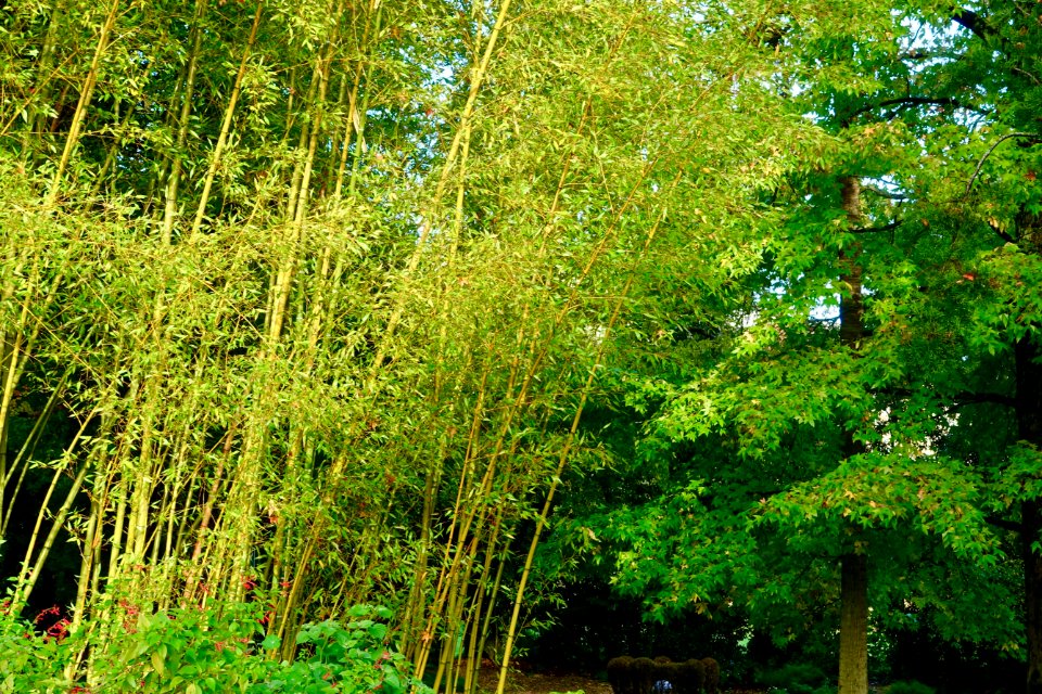 Bamboo - Quinta das Lágrimas - Coimbra, Portugal - DSC09543