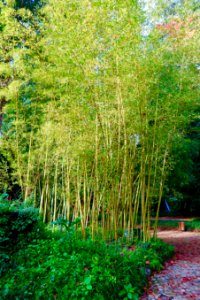 Bamboo - Quinta das Lágrimas - Coimbra, Portugal - DSC08710