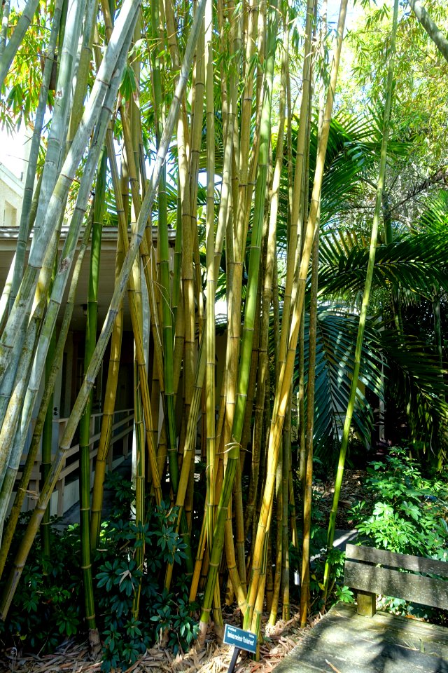Bambusa emeiensis 'Flavidorivens' - Marie Selby Botanical Gardens - Sarasota, Florida - DSC01176