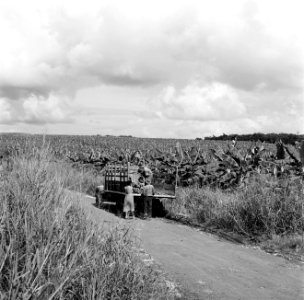 Bananenplantage in Guadeloupe, Bestanddeelnr 252-4182