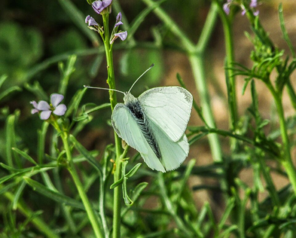 Nature cyprus macro
