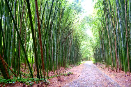 Bamboo - Jardim Botânico da Universidade de Coimbra - Coimbra, Portugal - DSC08953