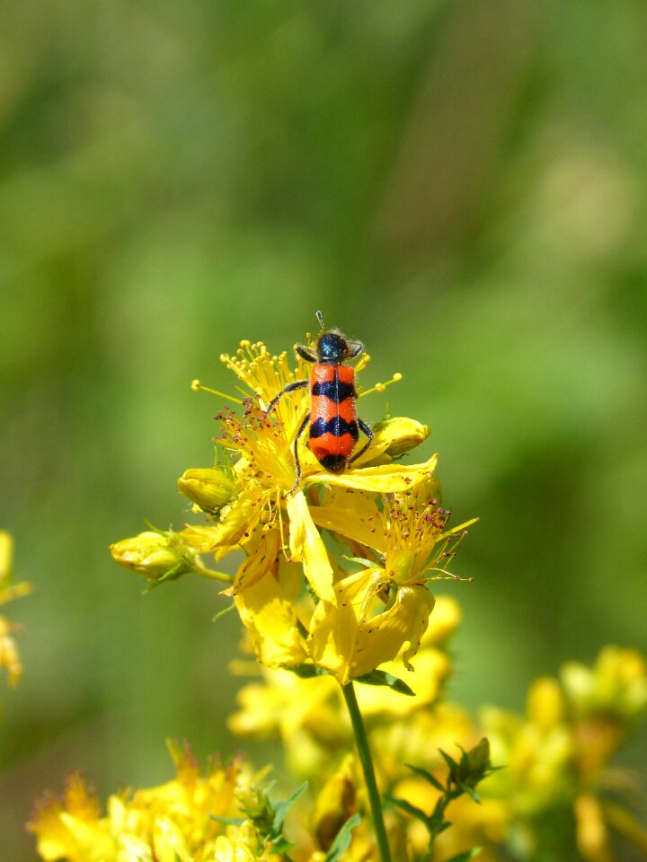 Coleoptera black and orange st john's wort