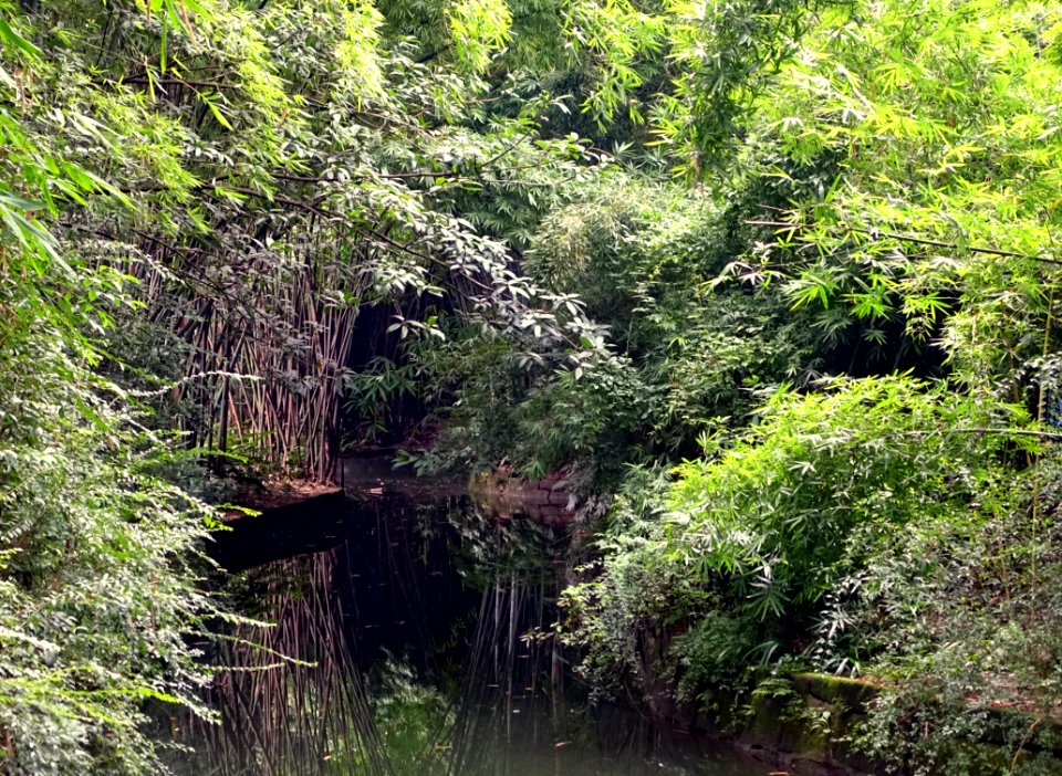 Bamboo and water - Wangjianglou Park - Chengdu, China - DSC05748