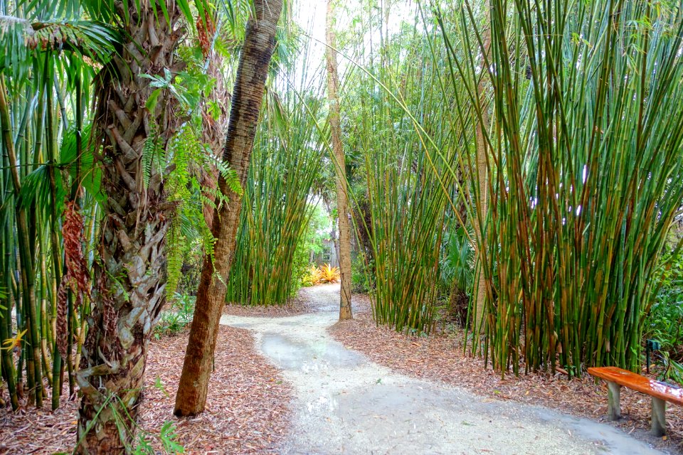 Bamboo groves - McKee Botanical Garden - Vero Beach, Florida - DSC03224