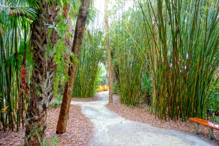 Bamboo groves - McKee Botanical Garden - Vero Beach, Florida - DSC03224