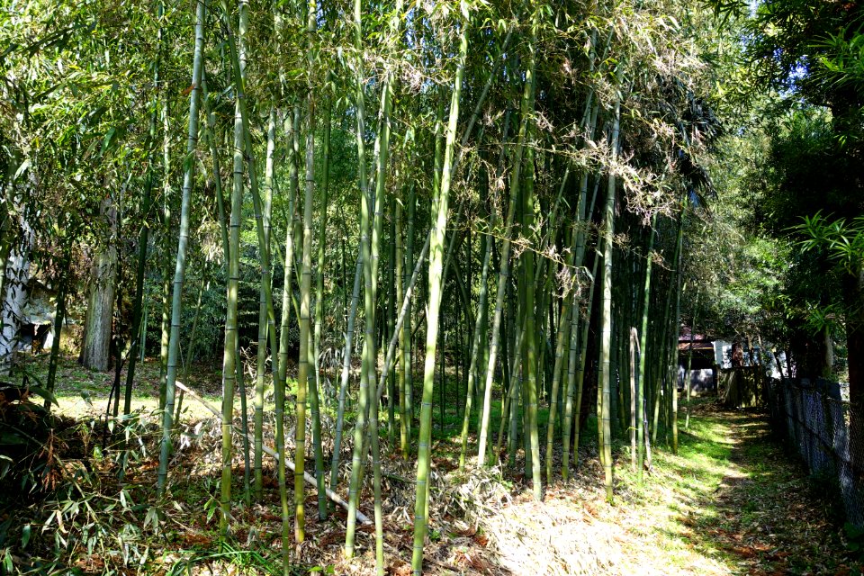 Bamboo - Jufukuji - Kamakura, Kanagawa, Japan - DSC07982