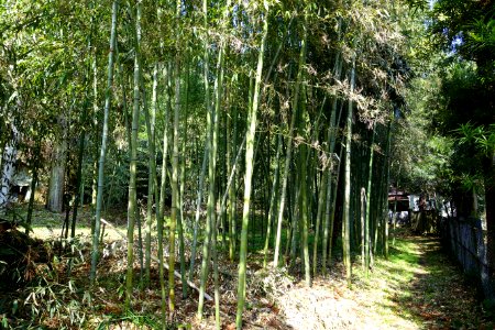 Bamboo - Jufukuji - Kamakura, Kanagawa, Japan - DSC07982