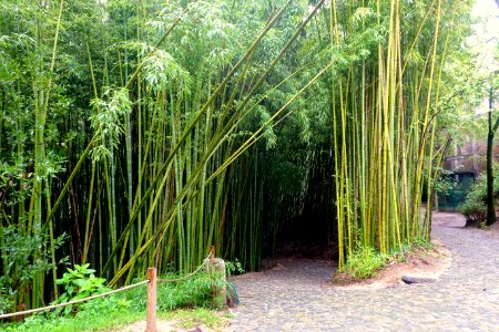 Bamboo - Jardim Botânico da Universidade de Coimbra - Coimbra, Portugal - DSC08944