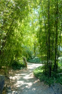 Bamboo - Dr. Sun Yat-Sen Park - Vancouver, Canada - DSC09940