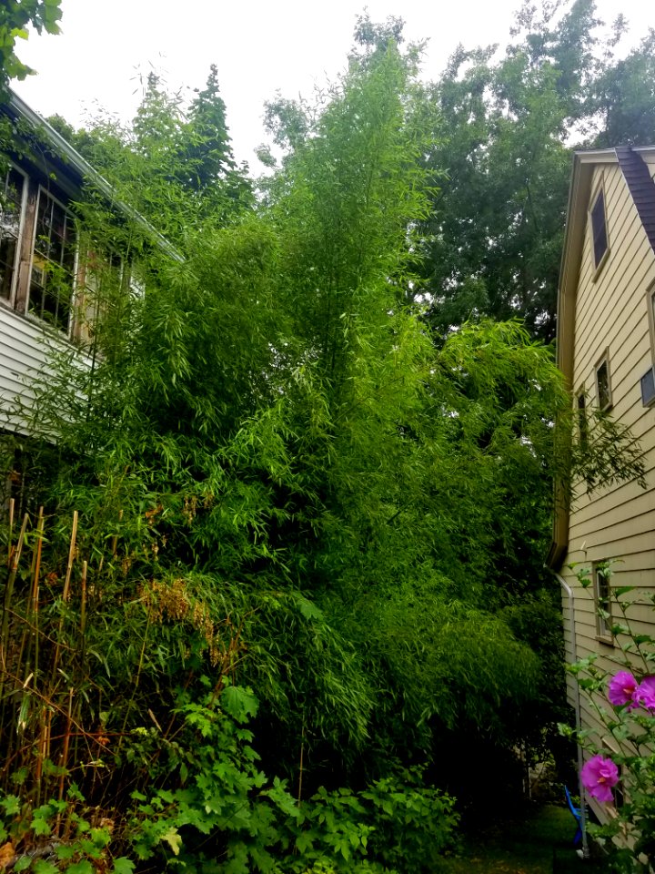 Bamboo - Arlington, MA - 20200722 091749